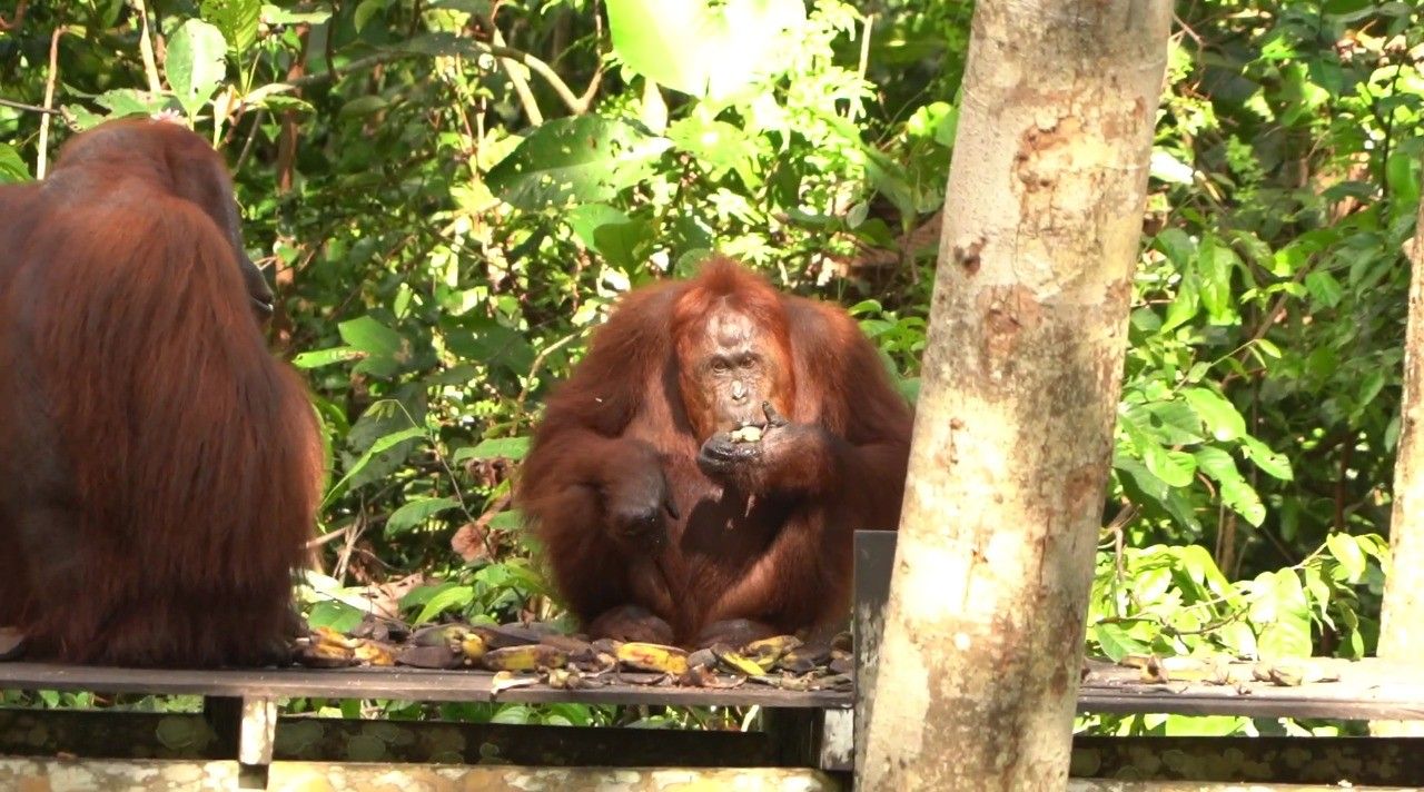 Kekayaan Alam Kalimantan Tengah, Rumah Bagi Flora dan Fauna Langka