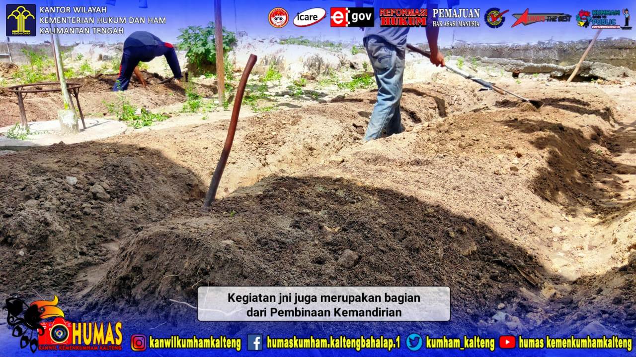 WBP Lapas Sukamara Siapkan Lahan Untuk Tanam Cabe