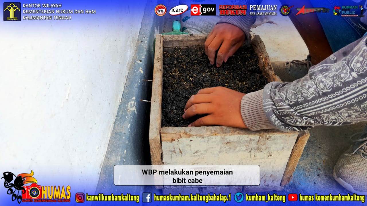 WBP Lapas Sukamara Siapkan Lahan Untuk Tanam Cabe