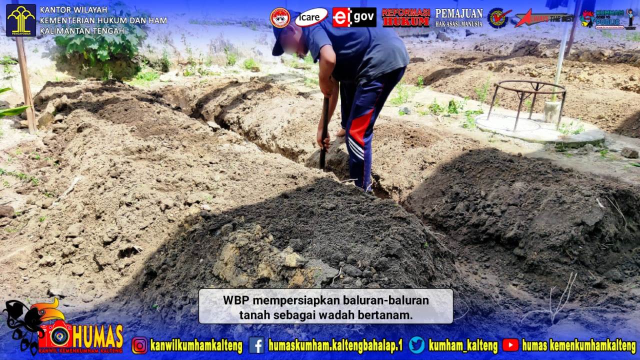 WBP Lapas Sukamara Siapkan Lahan Untuk Tanam Cabe