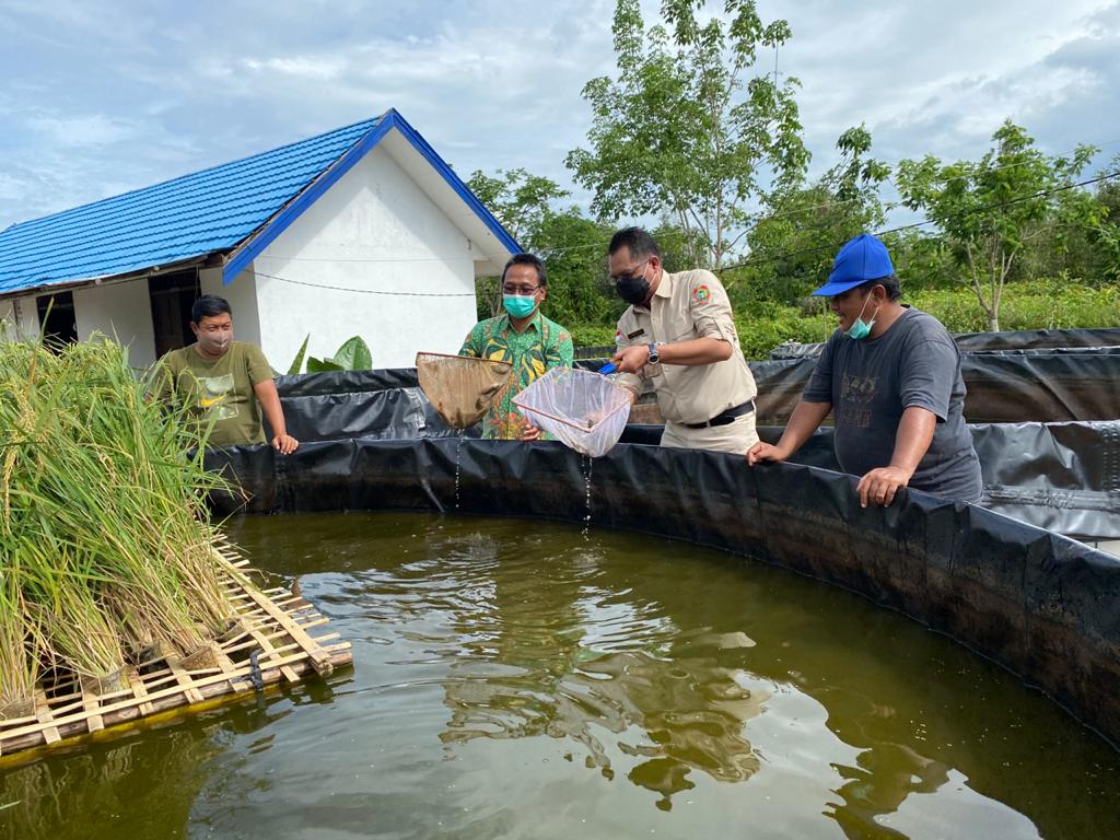 Ikan Lokal Pepuyu Harusnya Menjadi Komoditi Perikanan Budidaya Andalan Kalteng