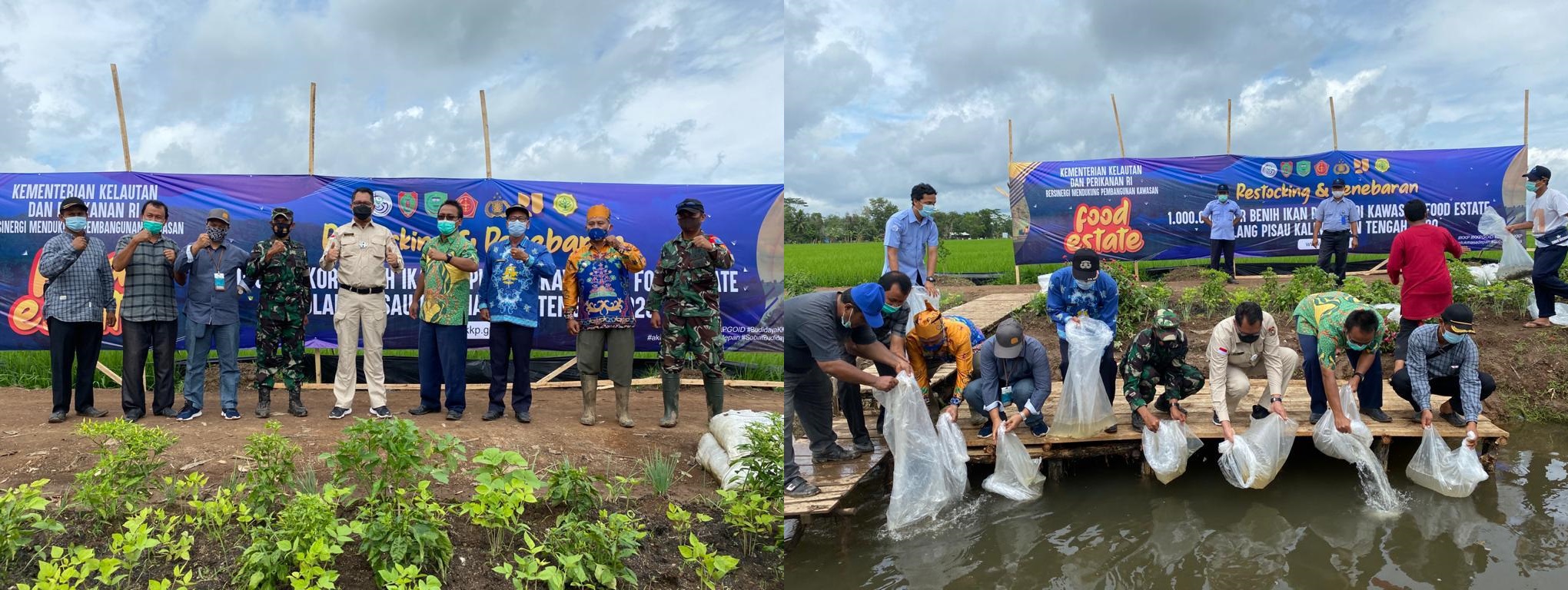 Dislutkan Kalteng dan BPBAT Mandiangin Tebar Sejuta Benih Ikan Papuyu di Kawasan Food Estate Belanti Siam Kabupaten Pulang Pisau