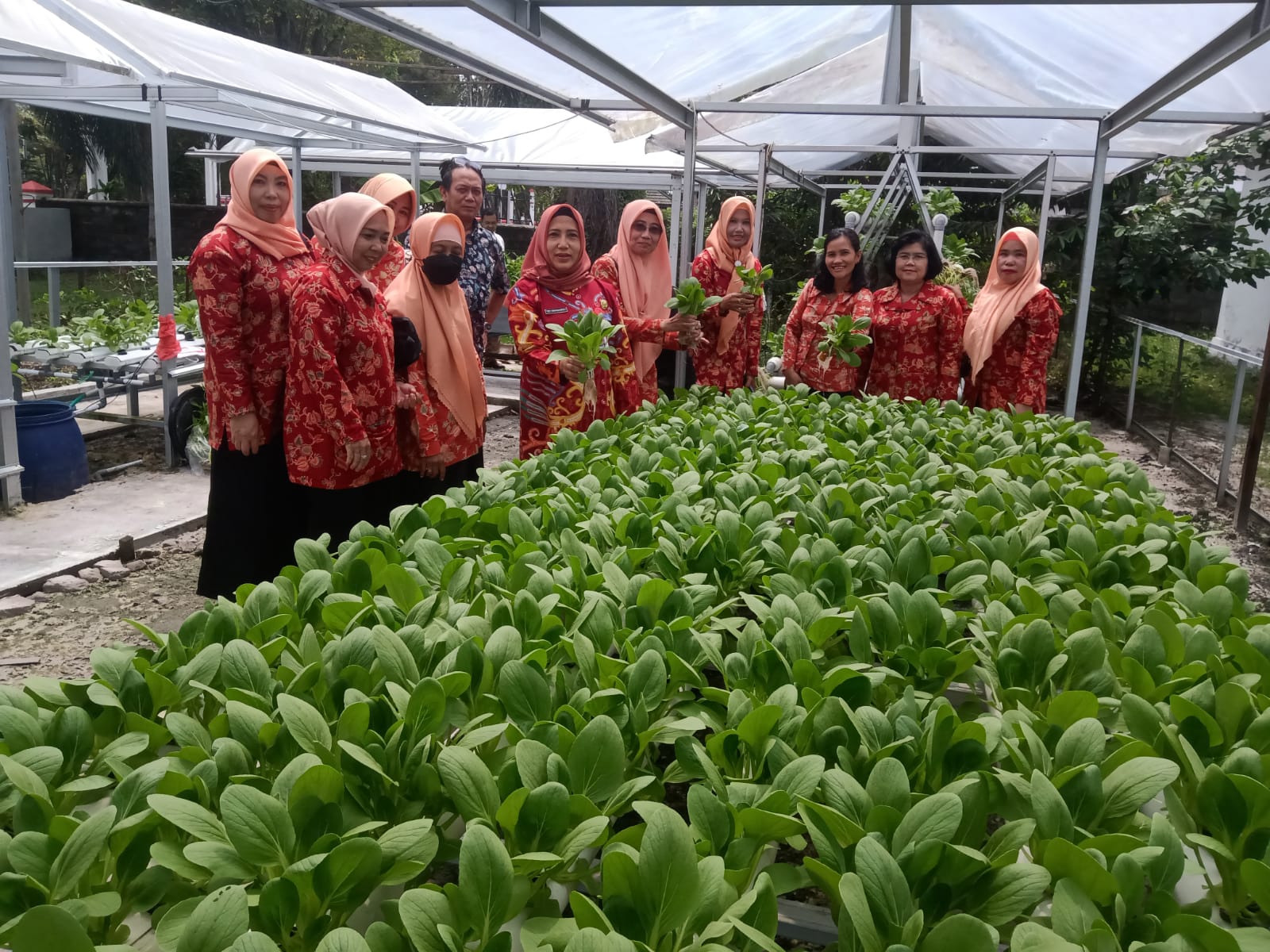 Kadis TPHP Prov. Kalteng Hadiri Panen Sayuran Hidroponik Bersama Dharma Wanita Persatuan TPHP