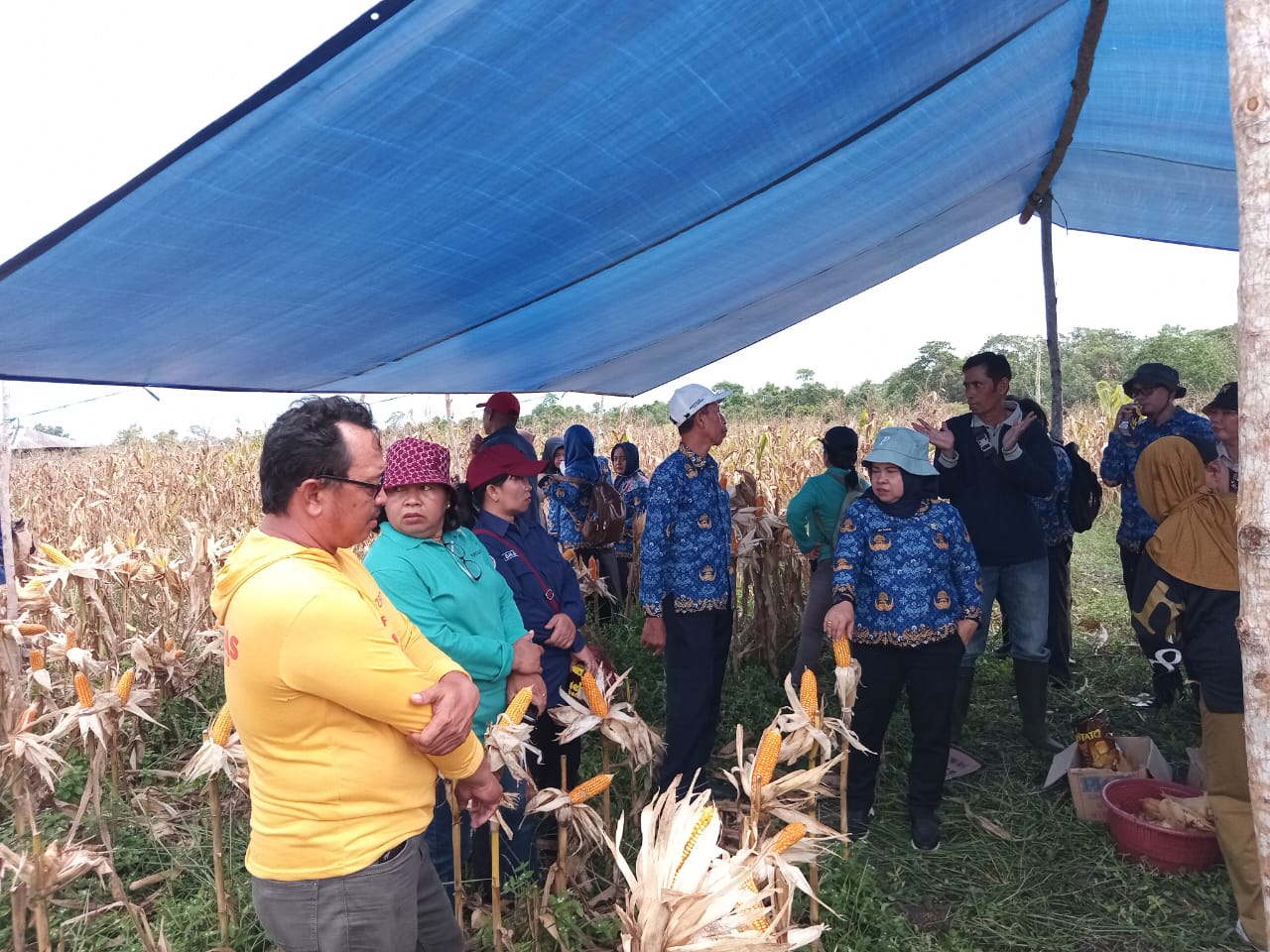 Pemkab Barsel Panen Jagung Composite Perdana di Demplot Percontohan Desa Sababilah