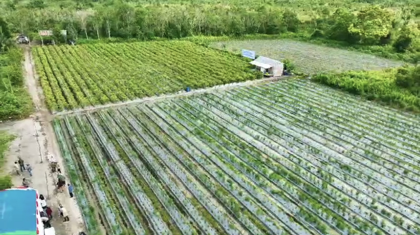 Sahli Gubernur Yuas Elko Ikuti Panen Perdana Digital Farming Komoditas Cabai di Kabupaten Kotawaringin Timur
