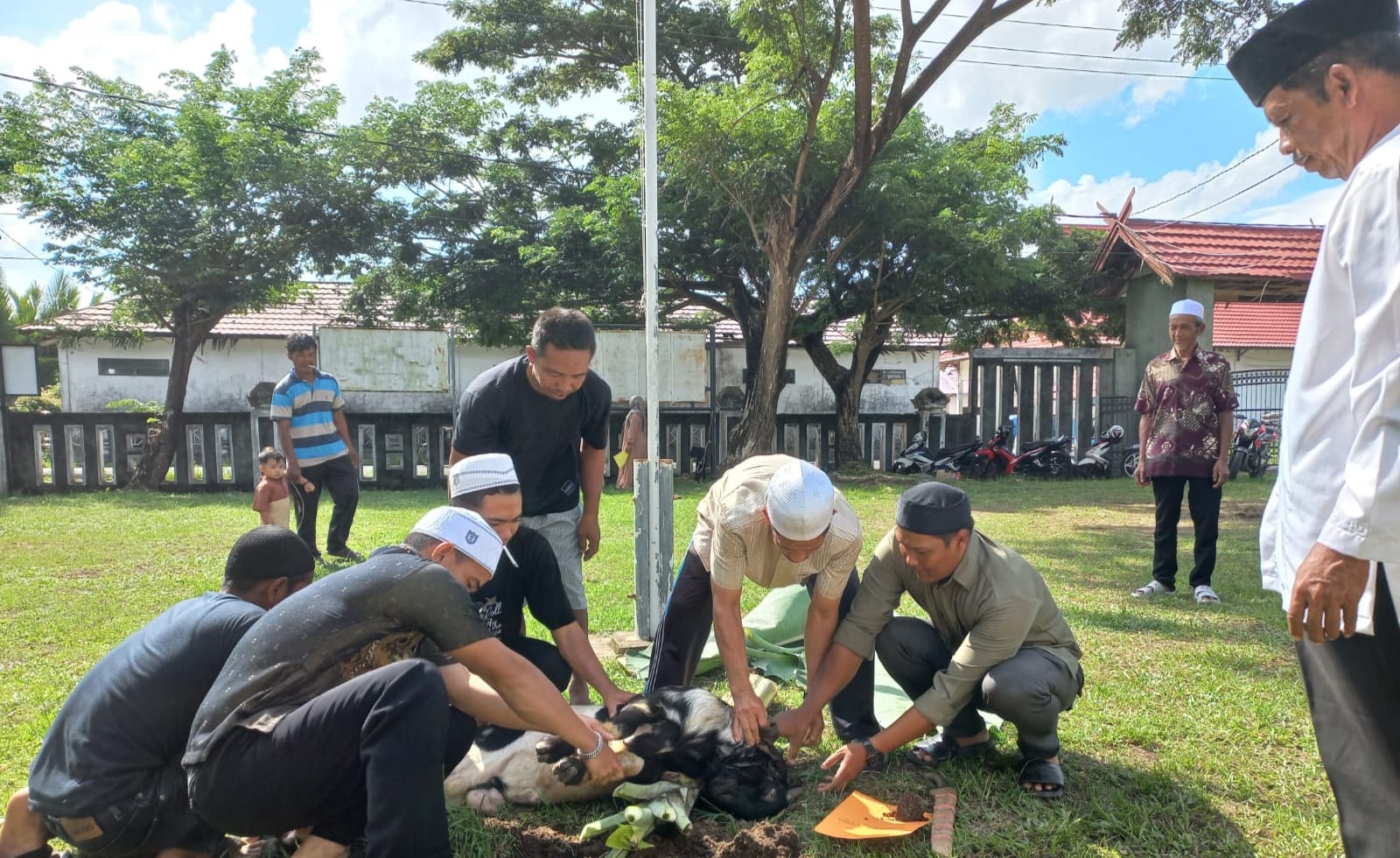 Majelis Talim Assamkiyah Dislutkan Prov. Kalteng Lakukan Pemotongan Dua Ekor Sapi dan Lima Ekor Kambing Dalam Rangka Hari Raya Iduladha 1445 H