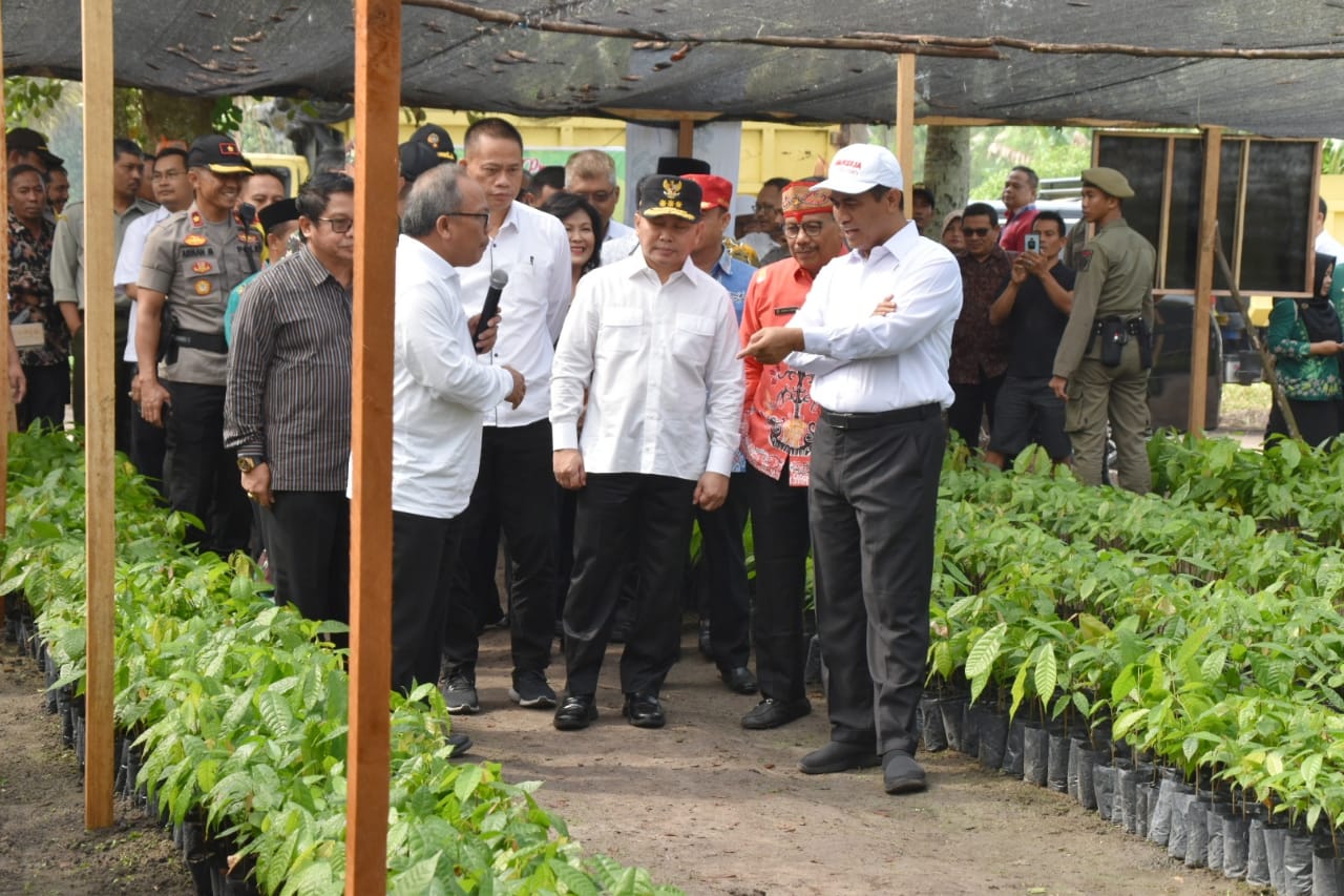 Mentan Bersama Gubernur Tinjau Lokasi Persemaian Bibit Kakao dan Kopi Robusta