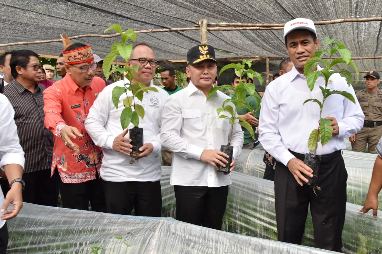 Mentan Bersama Gubernur Tinjau Lokasi Persemaian Bibit Kakao dan Kopi Robusta