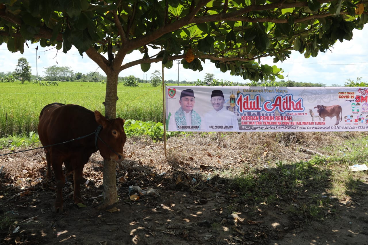 Wagub Kalteng Serahkan Bantuan Hewan Kurban Untuk Kab. Pulang Pisau