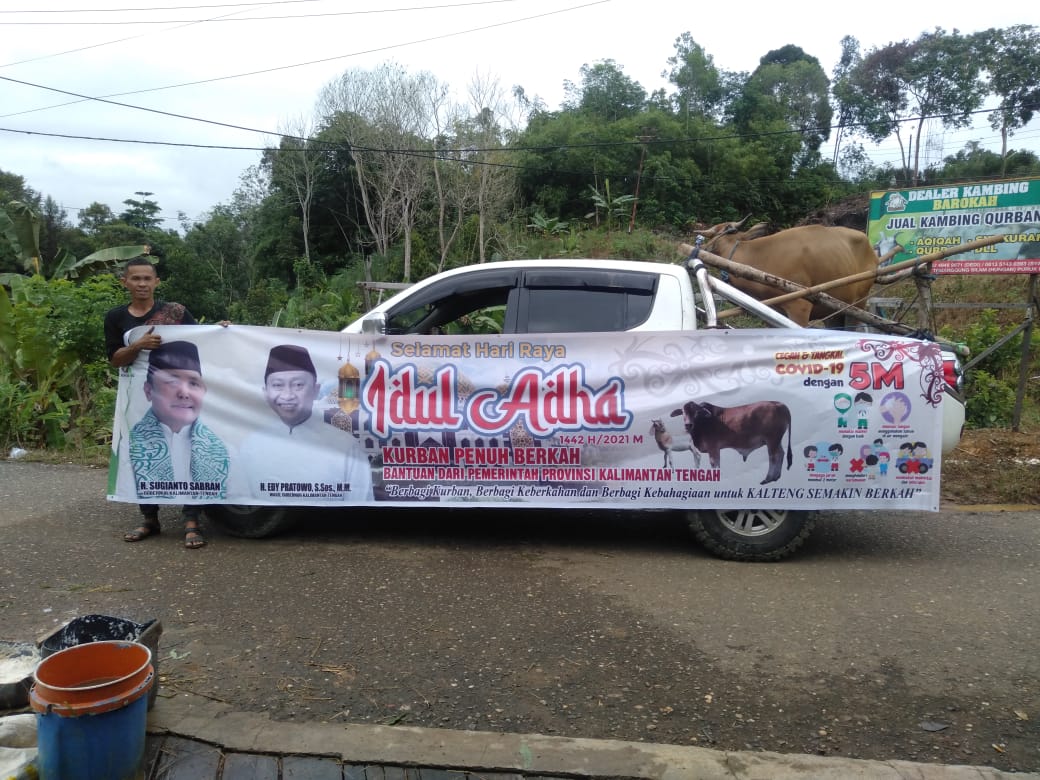Idul Adha : Pemprov Kalteng Salurkan 357 Ekor Sapi Kurban
