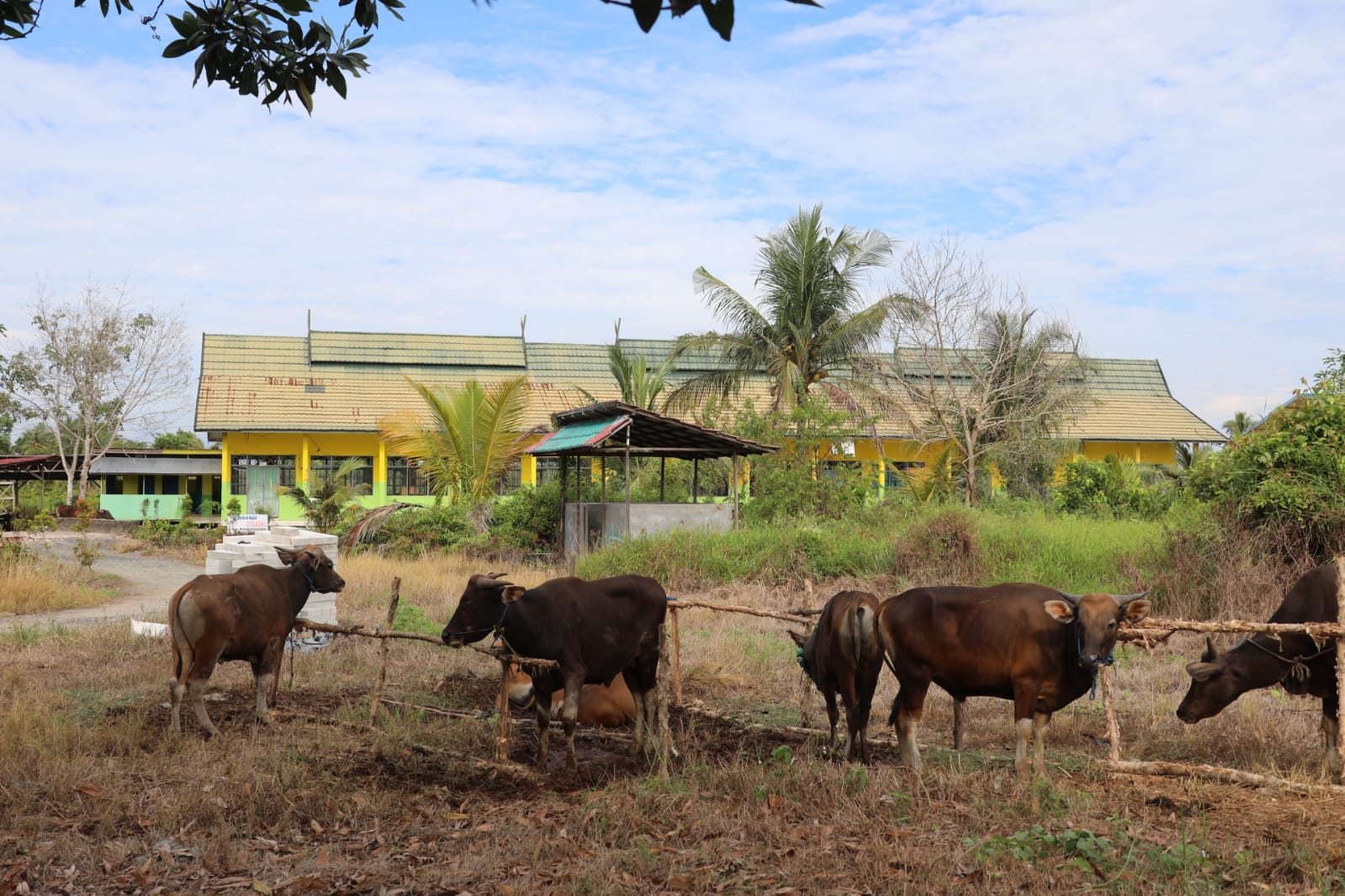 Wagub Kalteng Serahkan Bantuan Hewan Kurban di Kapuas