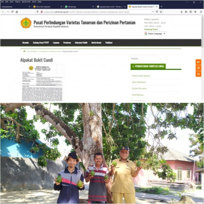 Alpukat dari Kumai Resmi Terdaftar Sebagai Varietas Lokal Kobar