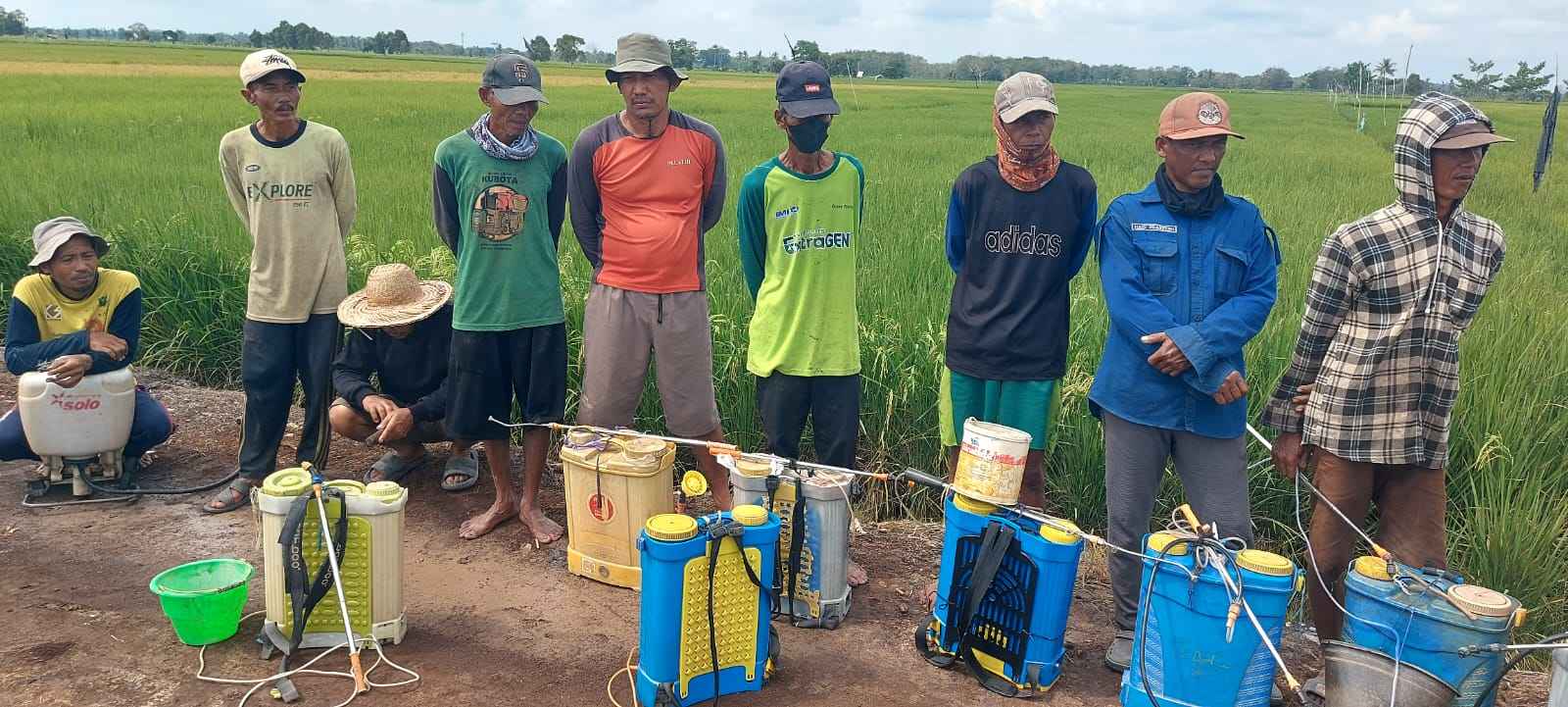 Kendalikan Penyakit Hawar Daun, Dinas TPHP Prov. Kalteng Lakukan Gerakan Pengendalian