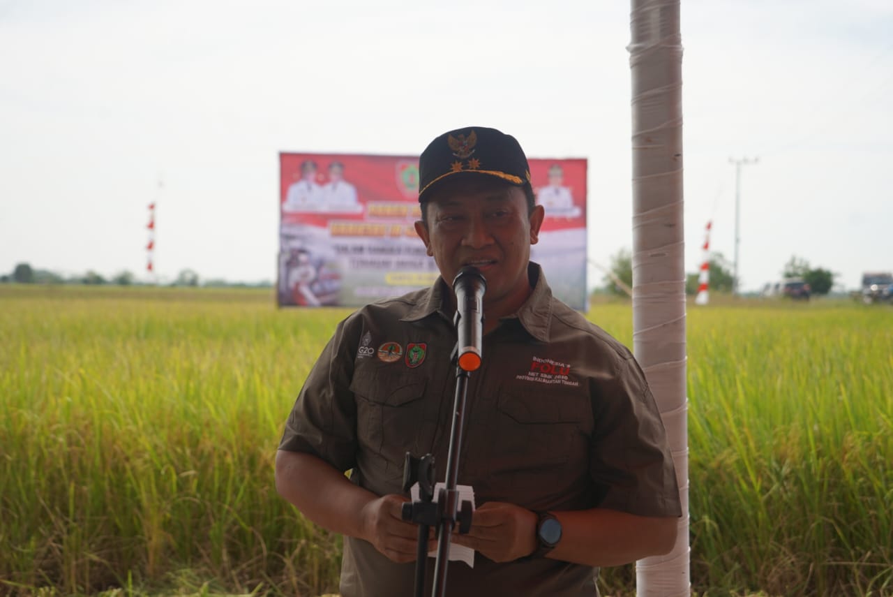 Wagub Kalteng Edy Pratowo Panen Perdana Padi Varietas IR 42/PB-42 di Desa Belanti Siam