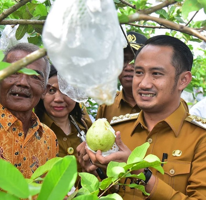 Pemasaran Jambu Kristal Dilakukan di Kebun