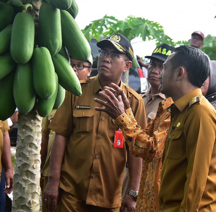 Pemasaran Jambu Kristal Dilakukan di Kebun