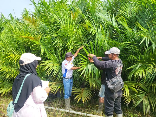 Guna Menjamin Standar Mutu Benih, PBT UPT BP3B Laksanakan Sertifikasi Benih Kelapa Sawit 