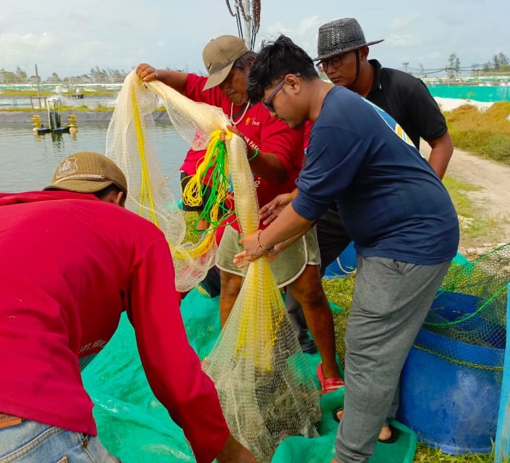 Kembali Sukses Panen Parsial Udang Vaname, Kadislutkan Harapkan Program Shrimp Estate Berkolaborasi Dibangun Bupati Di Pesisir Pantai Lainnya