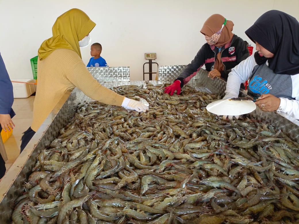 Kembali Sukses Panen Parsial Udang Vaname, Kadislutkan Harapkan Program Shrimp Estate Berkolaborasi Dibangun Bupati Di Pesisir Pantai Lainnya