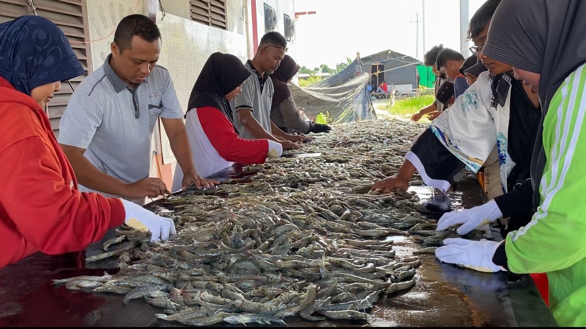 Shrimp Estate Kembali Panen Parsial, Hasil Menggembirakan Sesuai Target