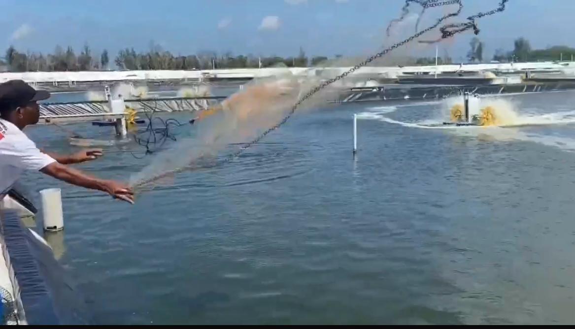 Shrimp Estate Kembali Panen Parsial, Hasil Menggembirakan Sesuai Target