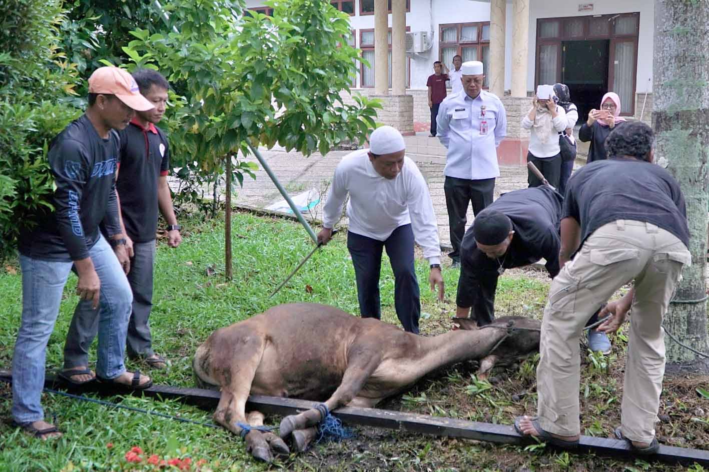 Peringati Hari Raya Idul Adha 1445 H, Dinas PMD Prov. Kalteng Laksanakan Penyembelihan dan Pembagian Daging Hewan Kurban