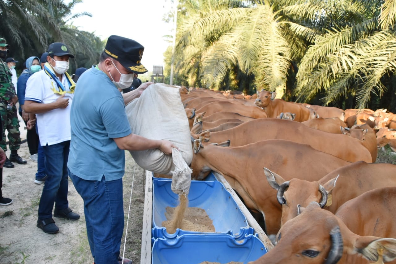 Kunjungi Peternakan Sapi di PT. Sulung Ranch Kab. Kobar, Gubernur Kalteng Dorong Pengusaha Sektor Peternakan Mendukung Program Ketahanan Pangan Nasional