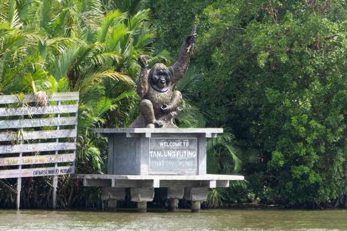 Explore Tanjung Puting, Serunya Bertualang di Alam Liar Kalimantan Tengah