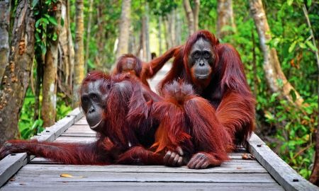Explore Tanjung Puting, Serunya Bertualang di Alam Liar Kalimantan Tengah