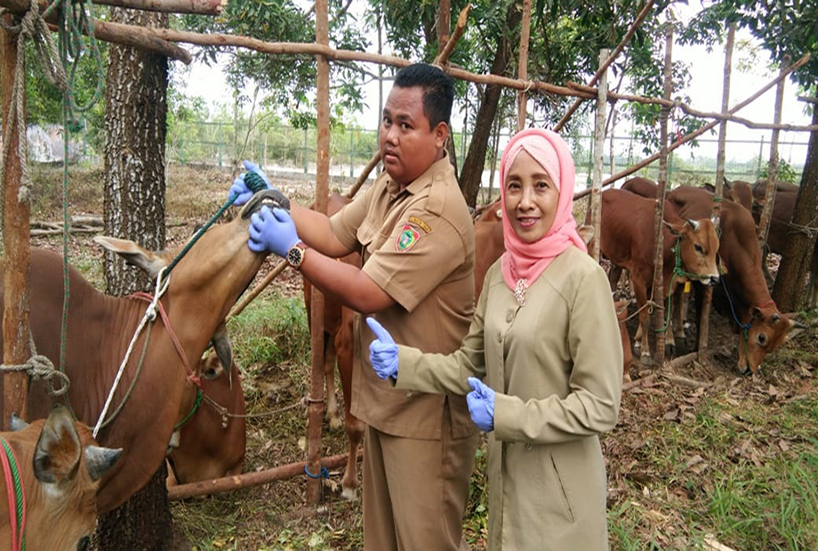 DPKH Kobar Akan Pantau Pemotongan Hewan Kurban 