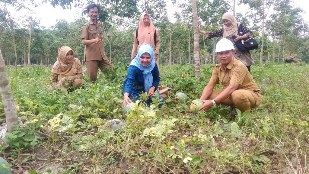 Hafiza, Nikmati Manisnya Semangka Tumpangsari di Kobar 