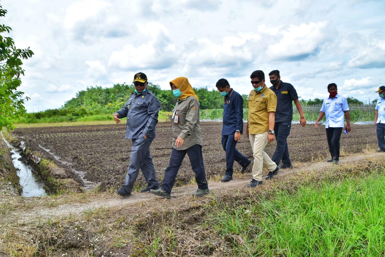 Plt. Gubernur Kalteng Tinjau Irigasi Tersier dan Pengembangan Uji Coba Tanaman Bawang Merah di Desa Trahean, Kab. Barito Utara