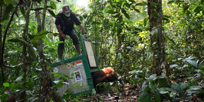 18 Orangutan Kembali Ke Habitatnya Di Taman Nasional Bukit Baka Bukit Raya