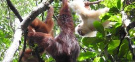 Orangutan Albino Sudah Bisa Beradaptasi