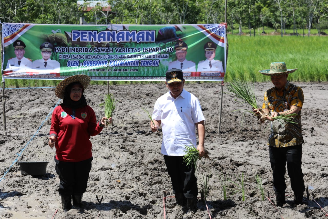 Gubernur Kalteng Meninjau Langsung Proses Penggilingan Padi Di Barsel