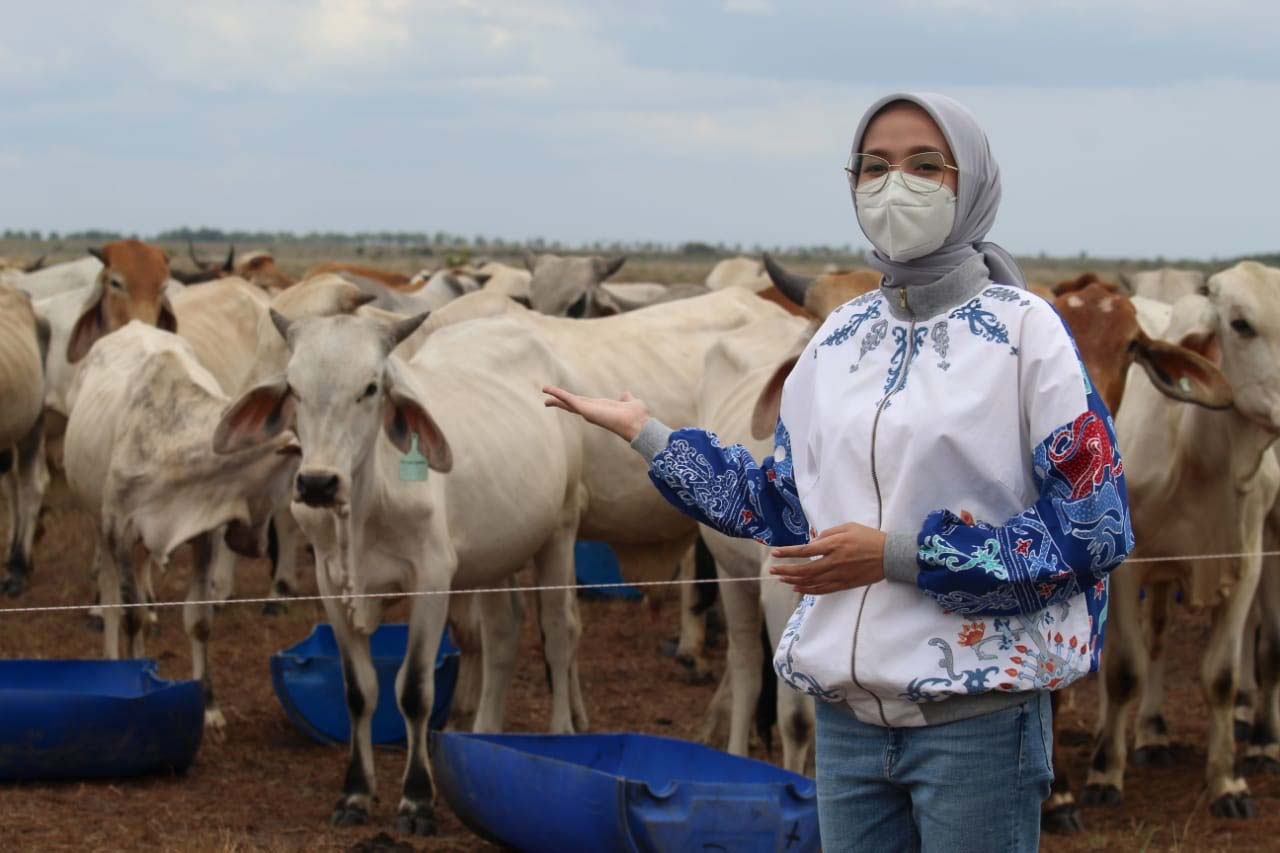 Gubernur Kalteng Tinjau Sukamara Ranch