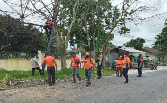 Antisipasi Keselamatan Warga, TRC BPBD Eksekusi Pohon Lapuk