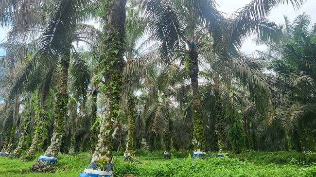 Pastikan Kualitas Benih Kelapa Sawit Kalteng Terjaga, Tim BP3B Laksanakan Evaluasi Kelayakan Kebun Sumber Benih Milik PT. Gunung Sejahtera Ibu Pertiwi