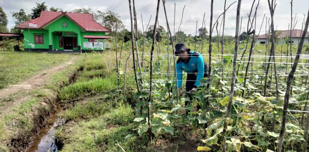 Manfaatkan Lahan Kosong, Seputaran KUA Seranau Ditanami Sayur