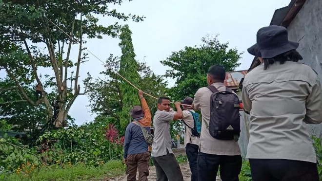 Cuaca masih Tak Tentu, BPBD Kobar Imbau Warga Tetap Waspada Pohon Rawan Tumbang