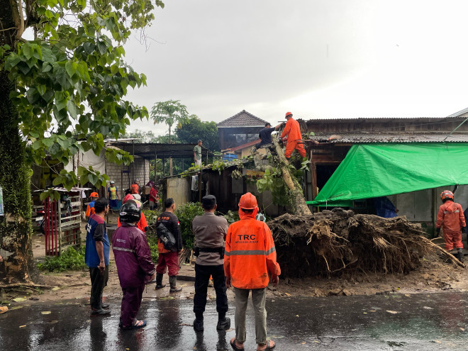 Enam Titik Pohon Tumbang Akibat Cuaca Ekstrem, BPBD Kobar Lakukan Penanganan Cepat