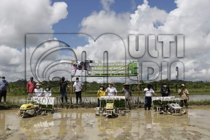 Gertam Padi Upaya Mendukung Ketahanan Pangan di Kabupaten Gunung Mas