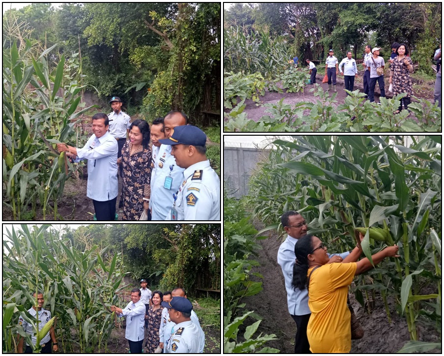 Kakanwil Pimpin Panen Jagung Perdana Di Rutan Kelas II A Palangka Raya