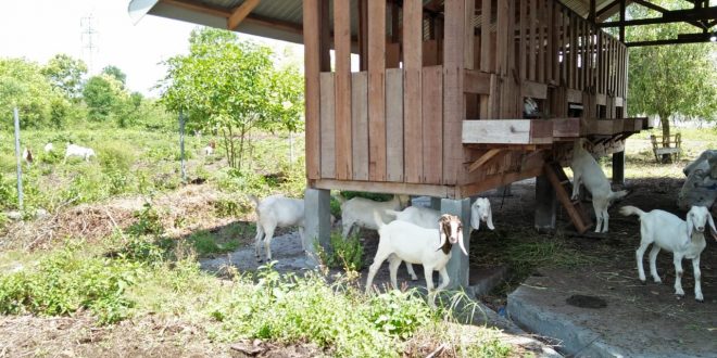 Palangka Raya Ujicoba Penangkaran Kambing Pedaging