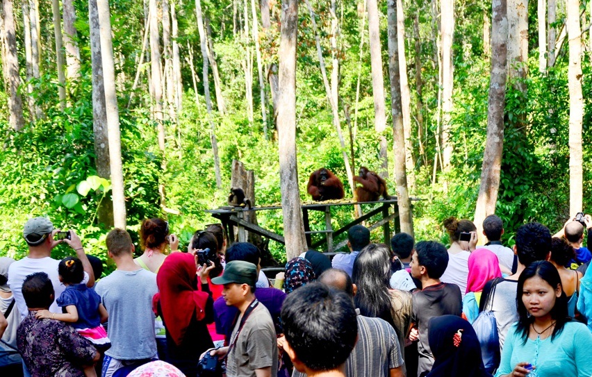Geliatkan Pariwisata Lewat Festival Tanjung Puting