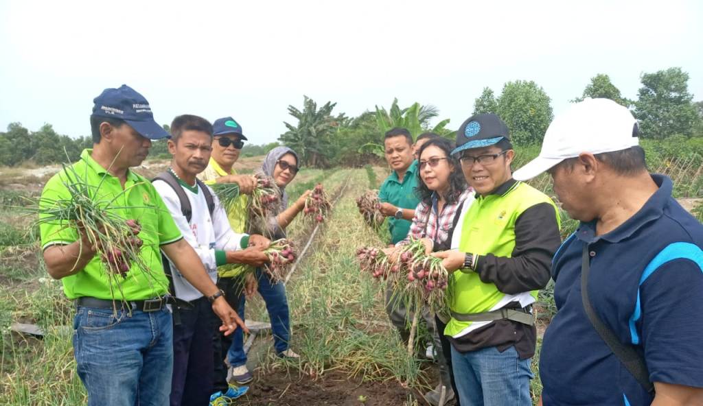 Kelompok Tani Kapuas Panen Bawang Merah 