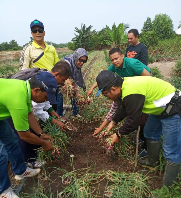 Kelompok Tani Kapuas Panen Bawang Merah 