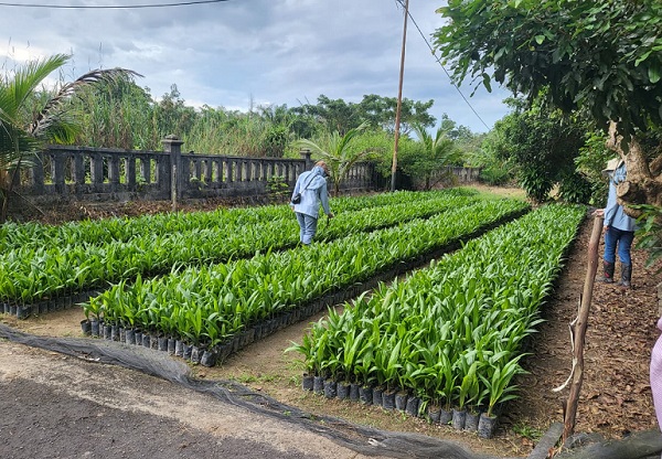 Tingkatkan Ketersediaan Benih Unggul dan Bermutu, UPT BP3B Lakukan Pengawasan Terpadu dan Sertifikasi Benih Tanaman Perkebunan