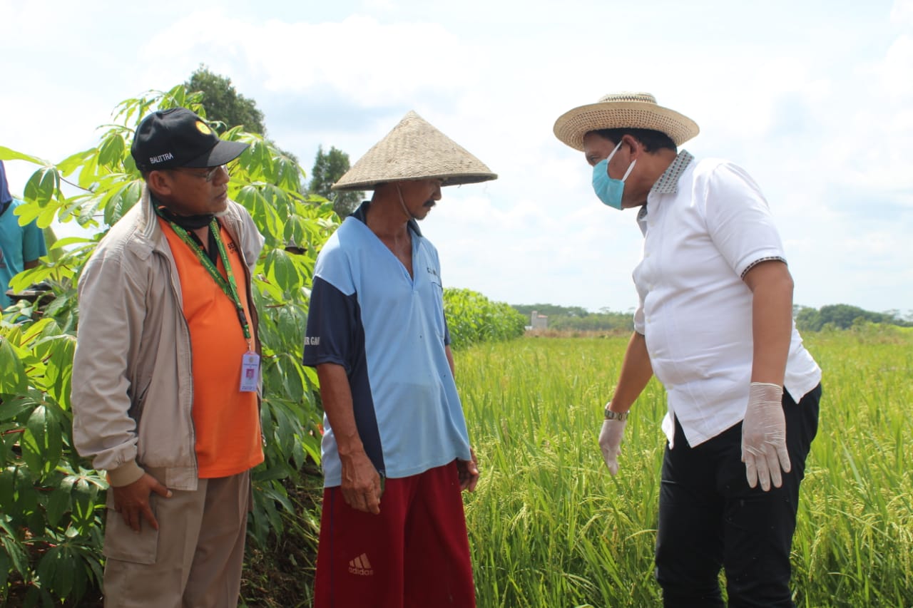 Plt. Irjen Kementan Tinjau Dan Memantau Secara Langsung Lahan Tani Untuk Pengembangan Food Estate di Desa Tahai Baru Kab. Pulang Pisau