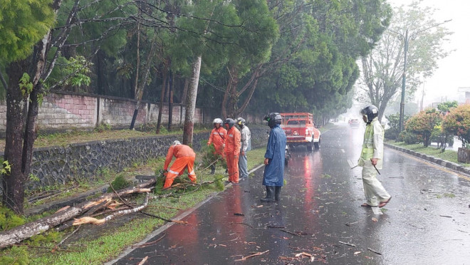 Intensitas Hujan dan Angin Kencang Tinggi, BPBD Imbau Pengguna Jalan Waspada Pohon Tumbang
